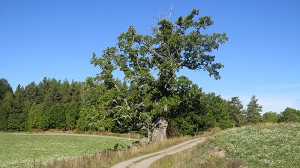 På väg mot Fiskarns